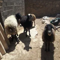 گوسفند