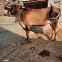 فروش گاو با گوساله نر درجه یک در گراش