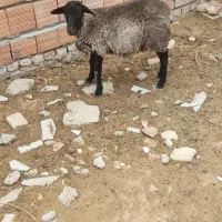 بره