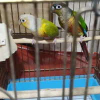 گرینچیک