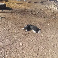 سه تا سگ نگهبان