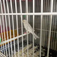 قناری ماده سیلور نقره ای اماده اماده|پرنده|تربت‌حیدریه, باغ سلطانی|دیوار