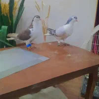 یک جفت کفتر ساده امری آبی نر با ماده مشکی