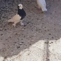 کبوتر.یه‌جفت‌طوقی‌سیاه‌نر‌ وماده