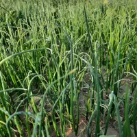 نشاء درجه یک پیاز قرمز