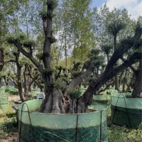 فروش درخت زیتون هخامنشی