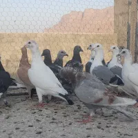 کبوتر