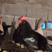 تخم مرغ نطفه دار محلی اصل،نژاد پاکوتاه ریشی|حیوانات مزرعه|خورموج, |دیوار