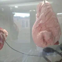 دنبه بره موجوداست