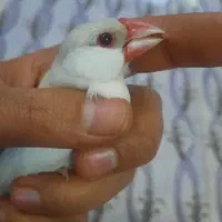 فنچ نرگسی کرم لایت