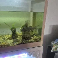 لجن خار درشت  اسپرت