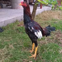 لارری|حیوانات مزرعه|رشت, بیجارپس|دیوار