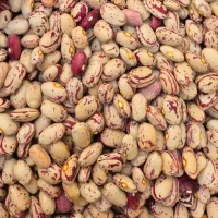 لوبیا چیتی تمیز و دستچین
