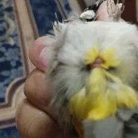 فنج دم زرد خرمایی ماده تخم گذار ۱ساله
