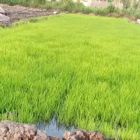 نشا