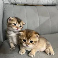 توله گربع