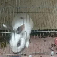 خرکوش نر|موش و خرگوش|کومله, |دیوار