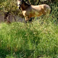 اسب سمند۴ ساله