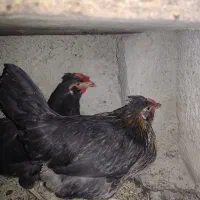 یک عدد خروس گلین و هفت عدد مرغ گلین|حیوانات مزرعه|شهریار, رزکان|دیوار