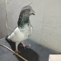 کبوتر توافقی