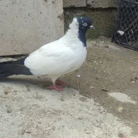 کبوتر (پرستو ایی)