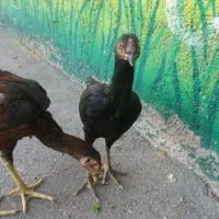 مرغ و خروس اصیل لاری|حیوانات مزرعه|تهران, شهرک امام خمینی|دیوار