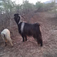 بهد|حیوانات مزرعه|مشهد, شترک|دیوار