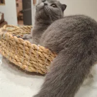 گربه بلو جنسیت ماده سن 7 ماهه