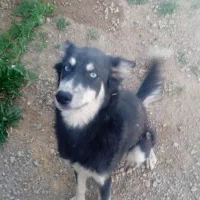 واگذاری سگ هاسکی