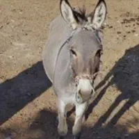 فروش دو راستی الاغ نر و ماده