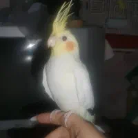 عروس هلندی لوتینو