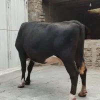 گاو قربانی چاق چاق