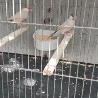 فروش فنچ نرگسی شکلاتی