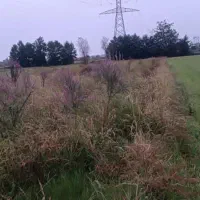 زمین مزروعی۱۵۰۰متری