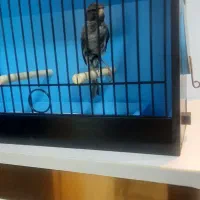 قناری نر توسی مست