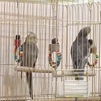 معاوضه یا فروش