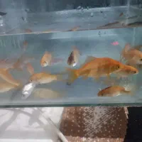 ماهی قرمز اکواریومی|ماهی|ساوه, |دیوار