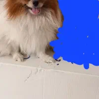 سلام دوست عزیز سگم گمشده