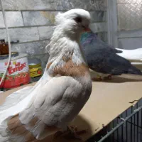 جفت کبوتر شازده زرد وسیاه عتیقه