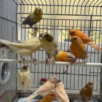 جوجه قناری سرخ رد فکتر