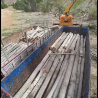 خرید انواع چوب درختان خشک و چوب سقفی|خدمات باغبانی و درختکاری|زنجان, |دیوار