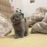 شهر گربه خاص بامزه ( بریتیش پرشین اسکاتیش )|گربه|کرمانشاه, |دیوار