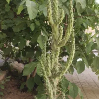 کاکتوس دوعددپرپشت