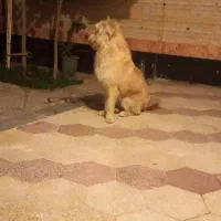 واگذاری سگ رایگان