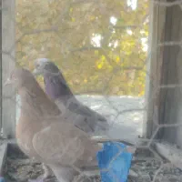 کبوتر|پرنده|خوانسار, |دیوار