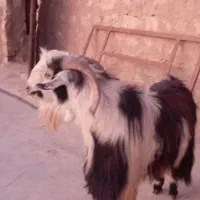 دوعدد‌نر‌بز