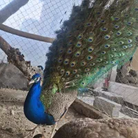 طاووس بالغ تخم گذار