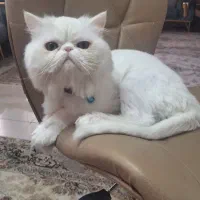 گربه پرشین سوپر فلت نر|گربه|تبریز, |دیوار