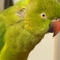 ملنگو ۱۱ماهه دستی|پرنده|بندر امام خمینی, |دیوار