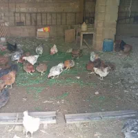 مرغ گلپایگانی